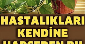 Hastalıkları Kendine Hapseden Çiçek